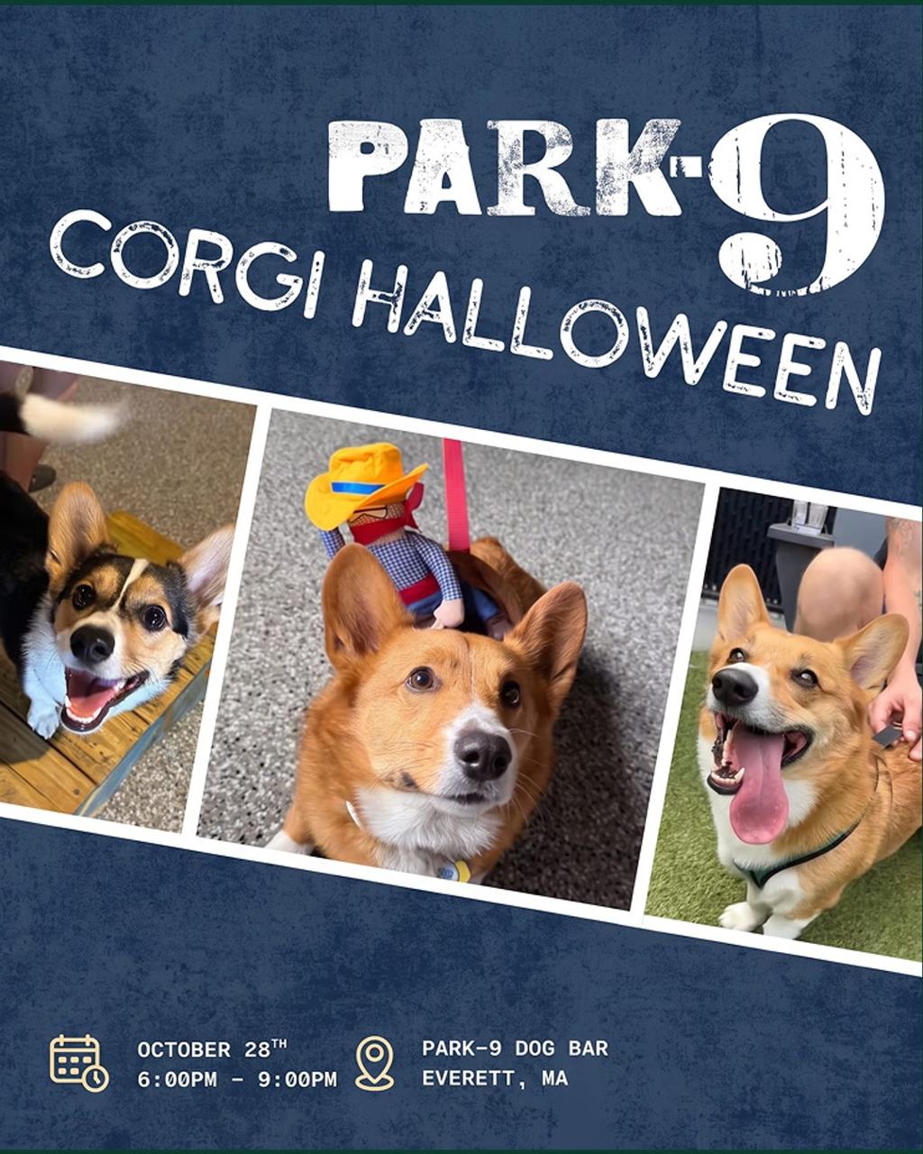 Corgi Races Running Run & Chug at Tall Order in Boston | Tinder Events
